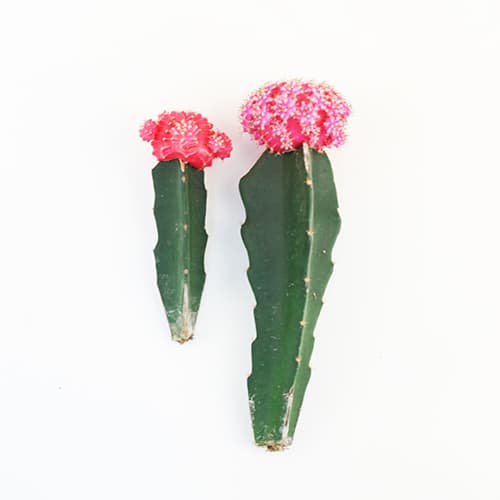 Gymnocalycium mihanovichii Grafted Moon Cactus _ Pink_